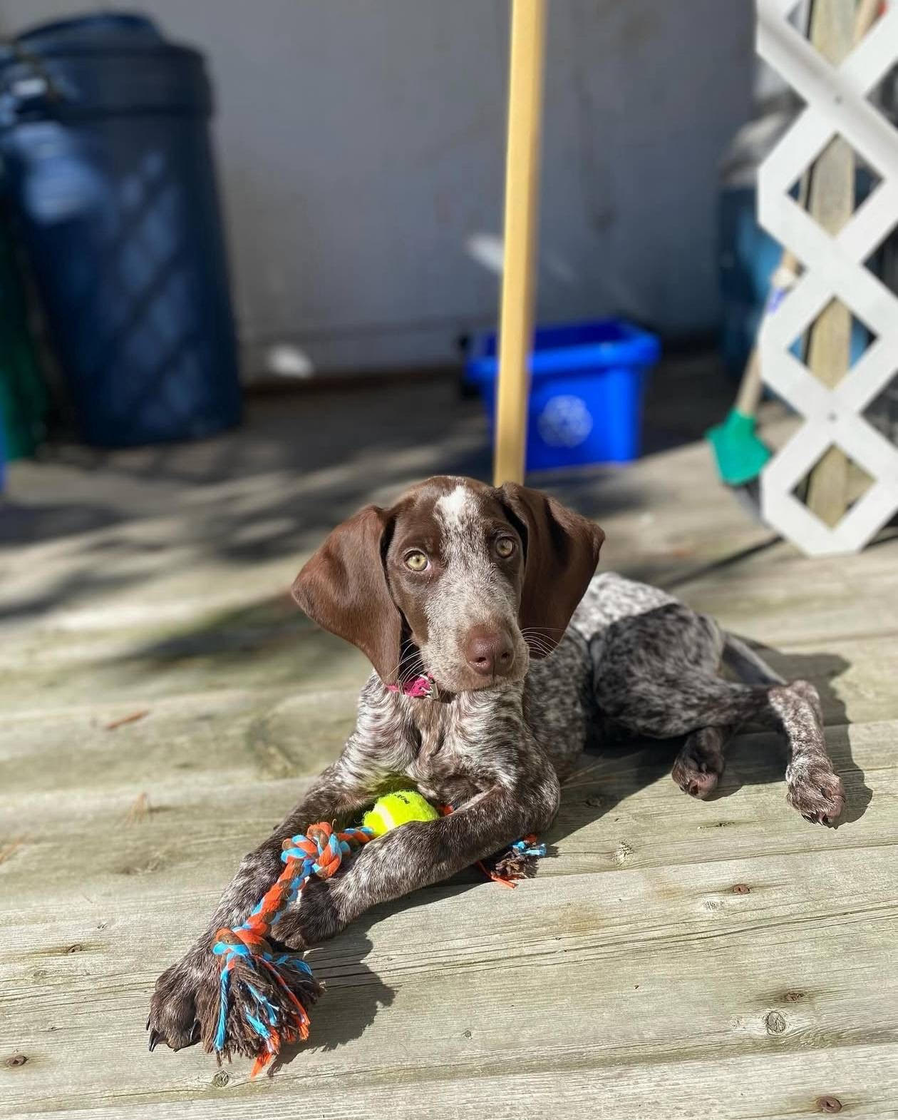 German Shorthair Pointer puppy